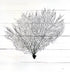 sea fan coral black